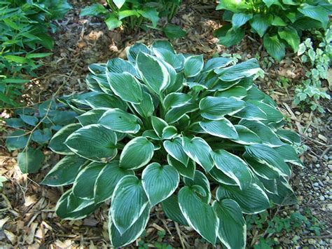 Ghetto Gardens: Hosta identification