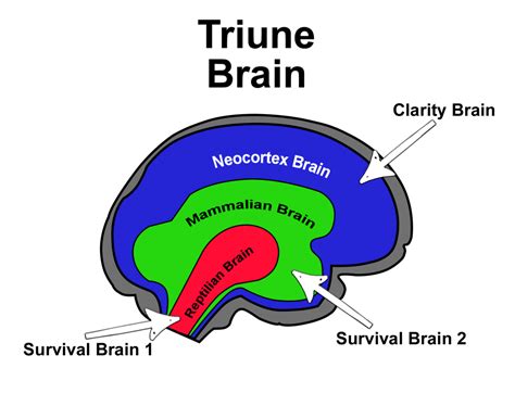 The Triune Brain Model