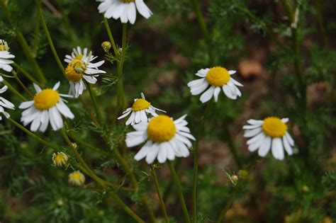 German Chamomile - Advice From The Herb Lady