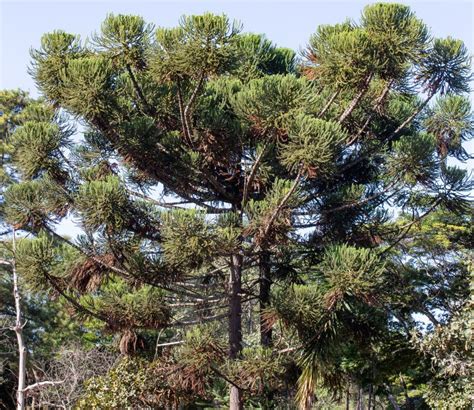 Parana Pine (araucaria Angustifolia), Pine Nut Fruit, Tree Stock Photo - Image of rustic, paraná ...