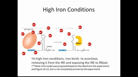 Figures 16.22 and 16.23 Regulation of transferrin receptor by iron--Role of the IREs - YouTube