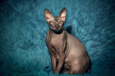 Black Sphynx Cat: Facts, Pictures, Origin, and History – Hepper ...