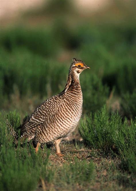 Lesser Prairie-Chicken | Audubon Field Guide