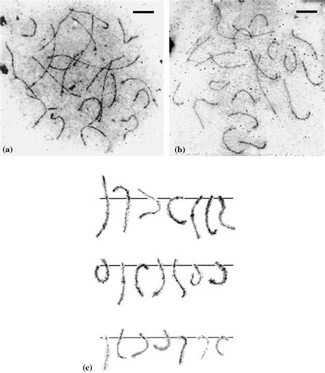 Electron micrographs of two complete pachytene nuclei from female (a ...