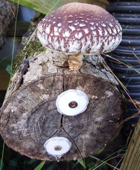 Labeling mushroom logs