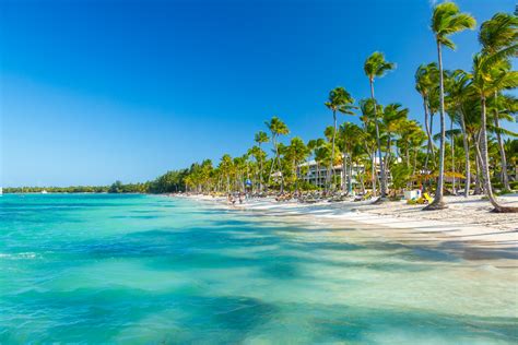 Palm Trees On The Beach Free Stock Photo - Public Domain Pictures
