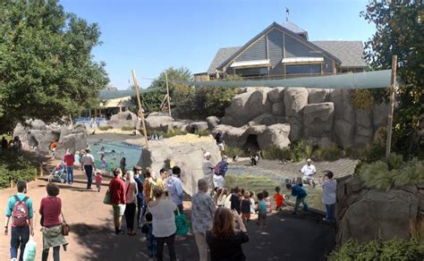 Denver Zoo announces new habitat for African penguins | blooloop