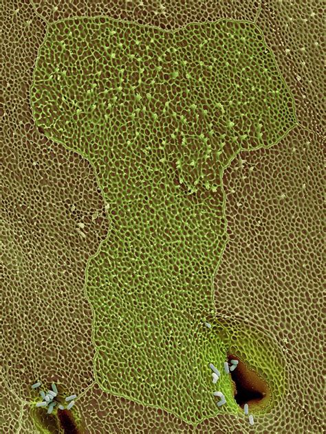 Coqui Frog Skin And Spiracles Photograph by Dennis Kunkel Microscopy/science Photo Library ...