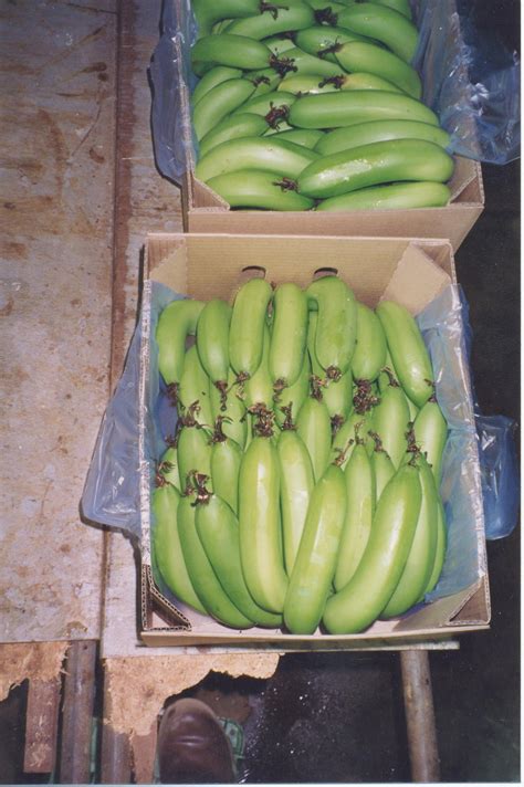 Harvesting, packing and storing bananas in the ORIA | Agriculture and Food