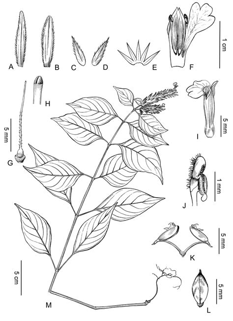 Line drawing of Rungia hirpex. A. Sterile bract. B. Fertile bract. C.... | Download Scientific ...