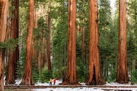 Sequoia National Park In Winter | EMBRACE SOMEPLACE