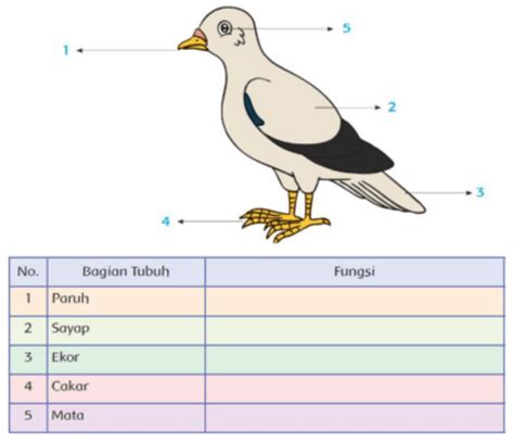 Bantulah Edo Menuliskan Bagian-Bagian Tubuh Burung Merpati dan Lengkapi ...