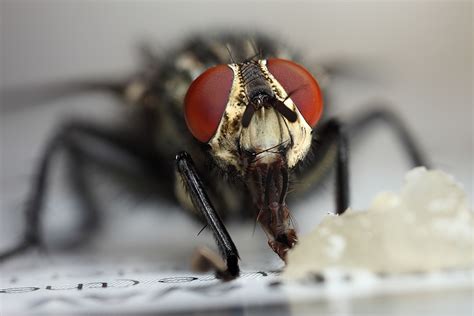 Flesh fly #3 | Flesh fly eating some waxy honey. | Brian Valentine | Flickr