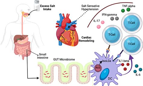 The Gut Microbiome In Coronary Artery Disease And Heart, 48% OFF