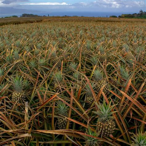 Maui Pineapple Tour | Pineapple Farm Tours in Maui, HI