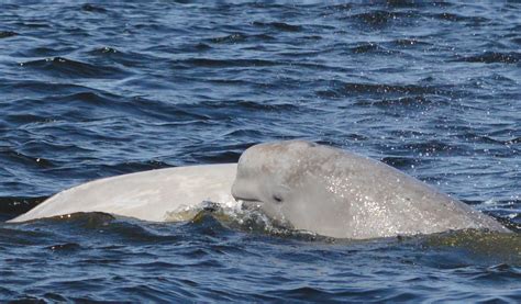 Baby Beluga Close-up