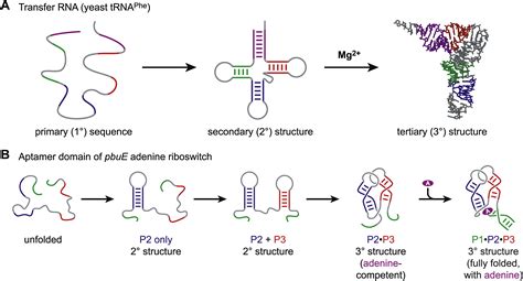 Rna Tertiary Structure