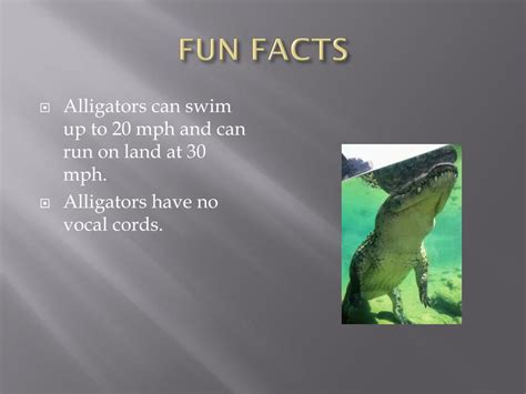 PPT - American ALLIGATOR PowerPoint Presentation, free download - ID:4868093