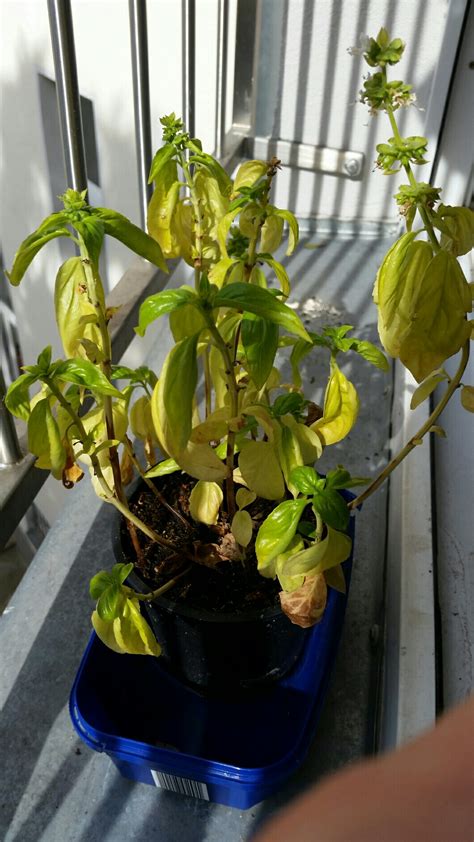 herbs - Can I revive my basil that wasn't watered for a week? - Gardening & Landscaping Stack ...