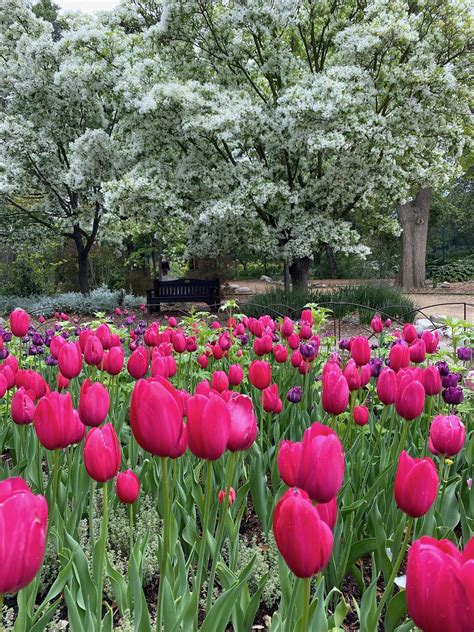 My Day Trip to Descanso Gardens in California COCOCOZY