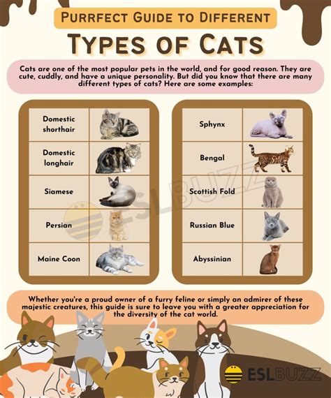 Types of Cats: A Comprehensive Guide for English Learners - ESLBUZZ