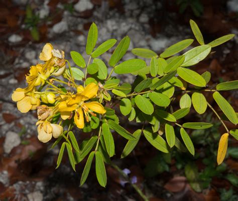 Senna mexicana var. chapmanii (Chapman’s wild sensitive plant)