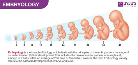 Embryology - Embryogenesis, Human Development and Stages of Pregnancy