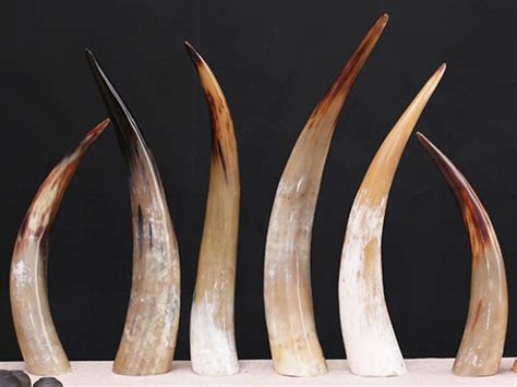 Multiple Sizes Big Polished Black Buffalo Horn, 8-24, Marbled Buffalo Horn.bison Horn,powder ...