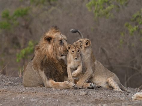 Asiatic lion’s population in Gujarat sees a growth of 28%, number increases to 674
