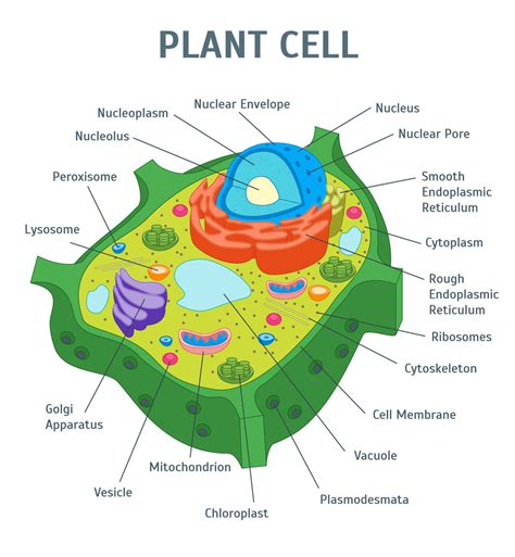 Parts of a Plant Cell Diagram | Quizlet