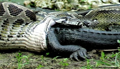 Crocodile Vs Anaconda | Wallpapers Gallery