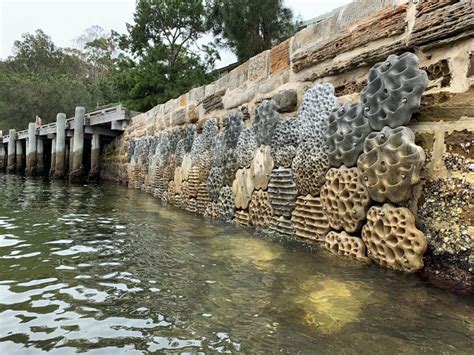 Green Seawalls in Sydney Harbour • Concrete seawall modules by SVC Urban | Sea design, Landscape ...