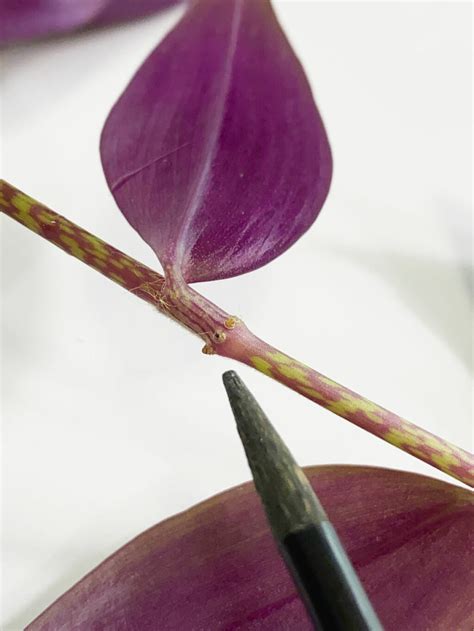 Tradescantia Zebrina Propagation: 3 Simple Steps to Succeed