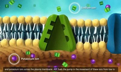 Membrane Transport in Cells: Symport, Antiport, Co-transport [3D Animation] on Make a GIF