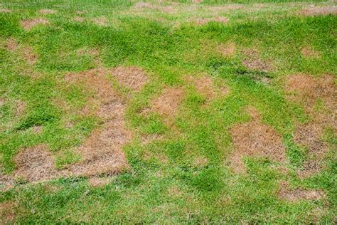 What Causes Dead Patches in Lawn? - Innovative Landscape Design