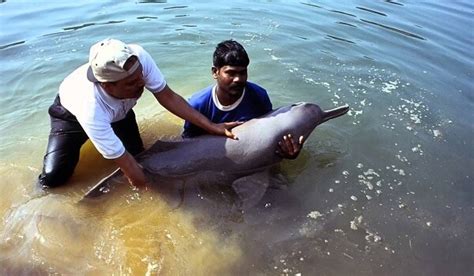 UP Government raises Ganges dolphin status for conservation – Current Hunt