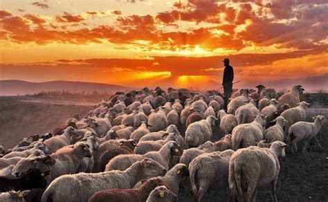 evening by nurullahgenc | 500px | The good shepherd, Amazing sunsets, Sunrise sunset