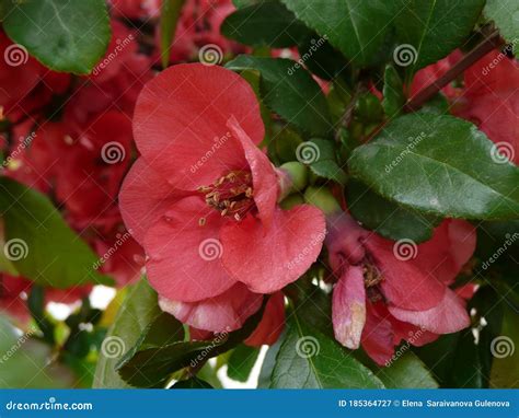 Cydonia Japonica Blossom Up Close, in the Garden Stock Image - Image of ...