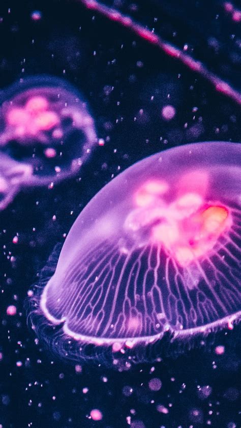 1440x2560 Pink glow, jellyfish wallpaper : 1440×2560 Pink glow, jellyfish wallpaper #1440x2560 # ...