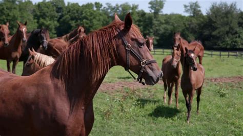 Saddlebred Farms | Foal Play | A Kentucky Original Series - YouTube