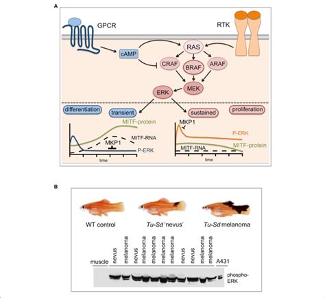 | MAPK pathway signaling: transient, sustained, and constitutive. (A)... | Download Scientific ...