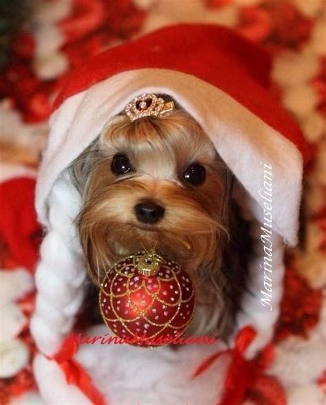 Santa Yorkie | Yorkie, Yorkie dogs, Pet holiday