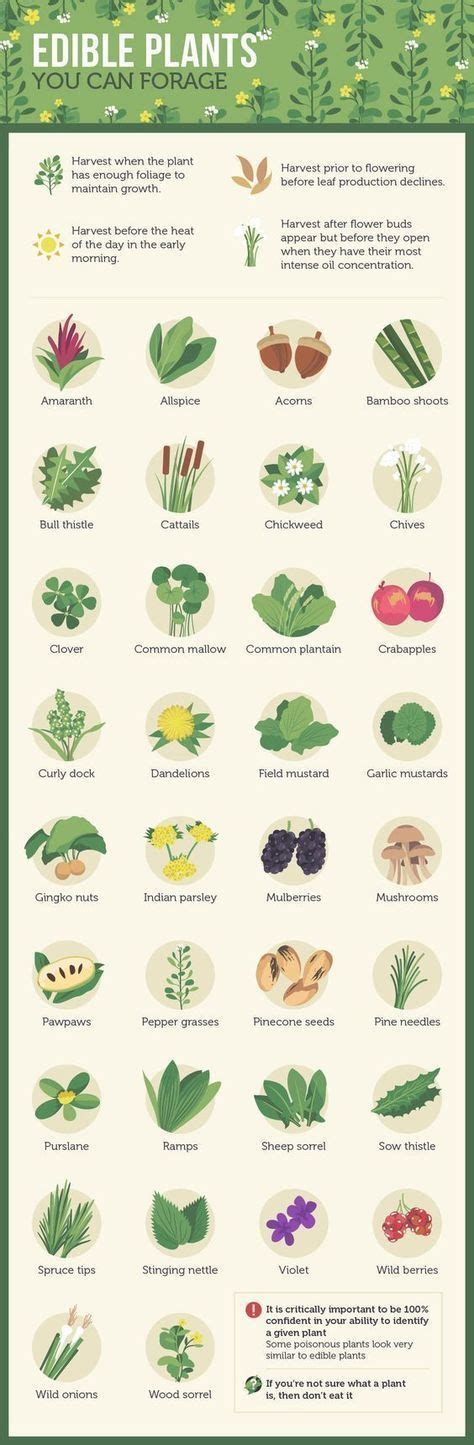 Edible Plant Guide Pdf