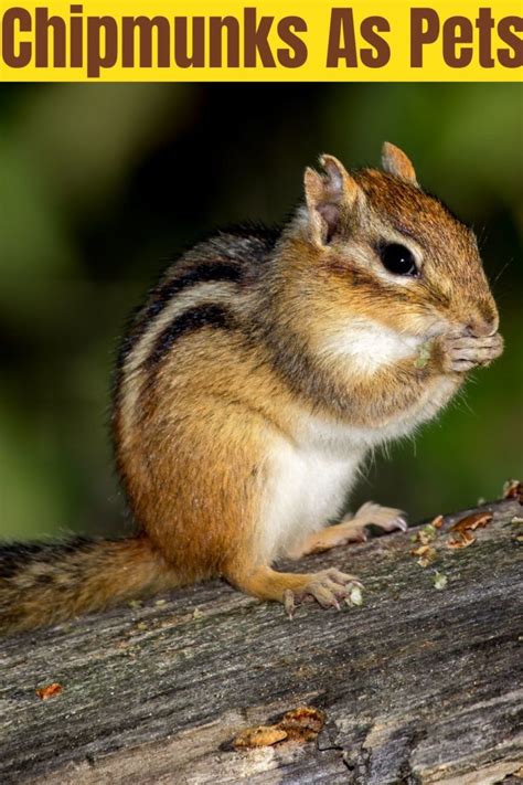 Chipmunks As Pets - YAY OR NAY - Miles with Pets