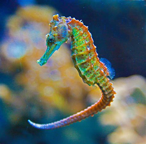 Best Food for Seahorses | What Do Seahorses Eat? – Reef Nutrition