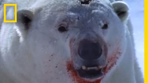 Polar Bear vs. Ring Seal | National Geographic - YouTube