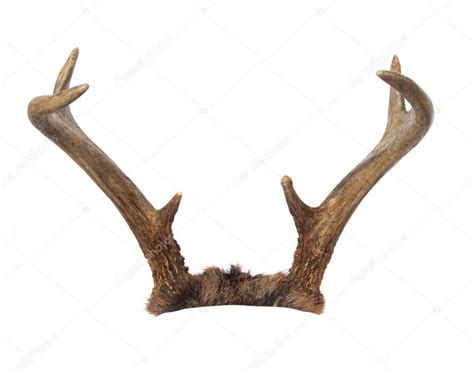 Whitetail Deer Buck Antlers — Stock Photo © deepspacedave #5347178