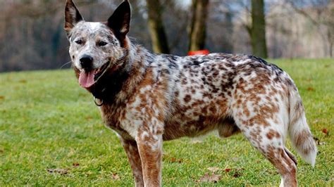 Bluetick Coonhound Blue Heeler Mix