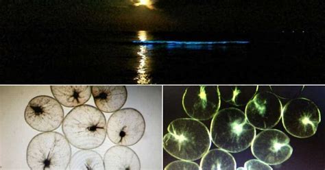 Scientists confirm 'Noctiluca Scintillans' caused blue glow in Chennai beaches, India News News ...