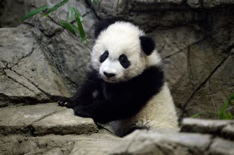 EN IMAGES - Bei Bei, le bébé panda géant de Washington, attire les foules